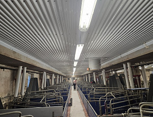 Oprava podhledu stáje chovu prasat